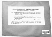 Polyporus lucidus image